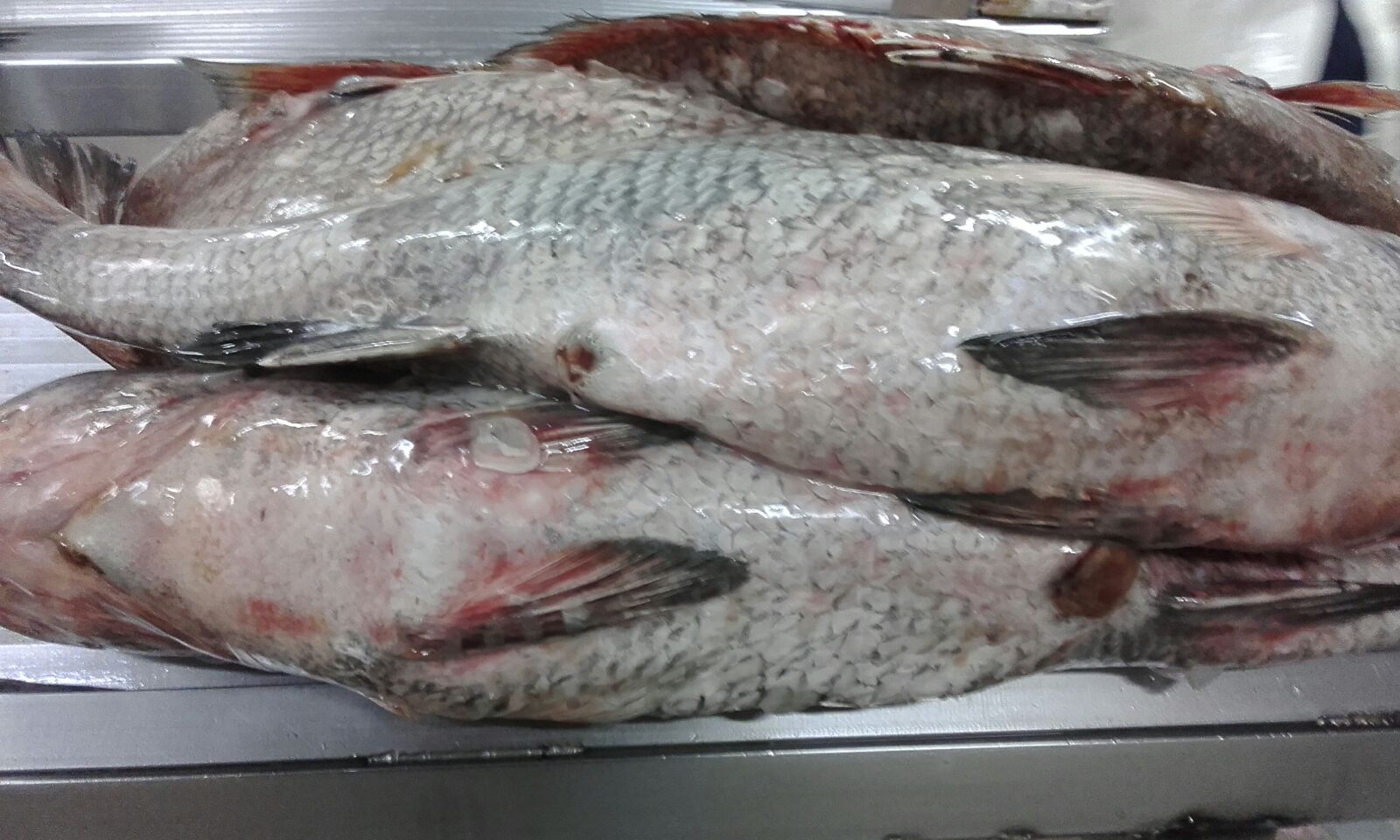 Corvina negra